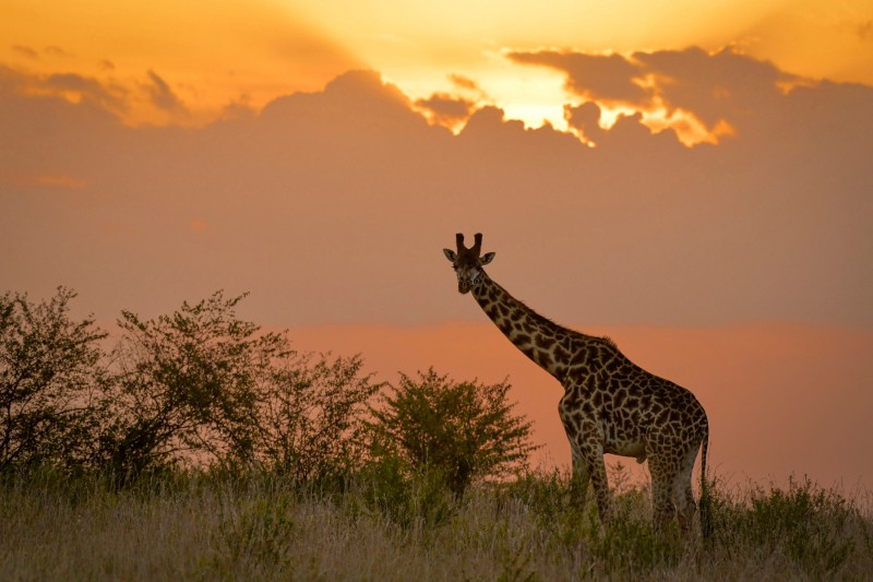 Giraffe bei der Safari-Rallye in Kenia